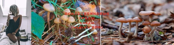 твердый Аркадак